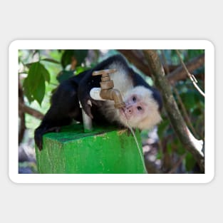 Costa Rica. Manuel Antonio NP.  White-faced capuchin monkey. Sticker